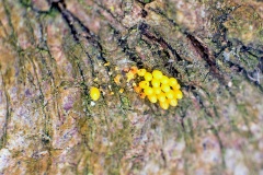 Ladybird eggs Ladybird eggs