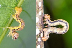 moth caterpillars on Sycamore moth caterpillars on Sycamore