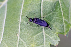 tumbling flower beetle [Mordella aculeata?]