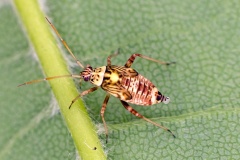Striped Oak Bug [Rhabdomiris striatellus]