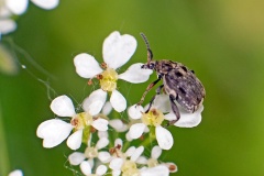 Bean Seed Beetle [Bruchidius villosus]