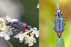 Red-tipped Flower Beetle [Malachius bipustulatus]