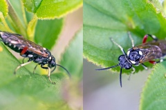 Privet Sawfly [Macrophya punctumalbum]