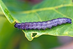 Tufted Oak Roller [Psoricoptera gibbosella]
