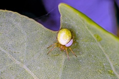 Cucumber Green Spider [Araniella cucurbitina]