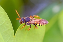 Gooden's Nomad Bee [Nomada goodeniana]