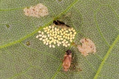 Sycamore Periphyllus Aphid [Periphyllus acericola]