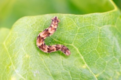 Brindled Pug [Eupithecia abbreviata?]