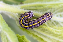 Blossom Underwing [Orthosia miniosa]