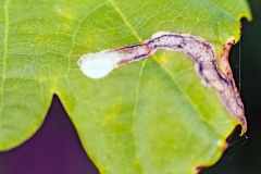 leaf mine [Orchestes hortorum]