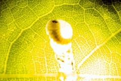 leaf mine [Orchestes hortorum]