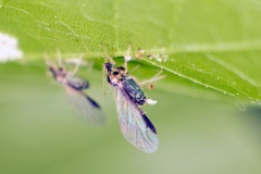 Sycamore Periphyllus Aphid [Periphyllus acericola]