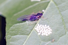 Sycamore Periphyllus Aphid [Periphyllus acericola]