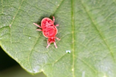 Velvet Mite [Trombidium holosericeum]