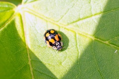10-Spot Ladybird [Adalia decempunctata]