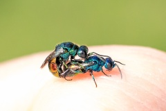 ruby-tailed wasp [Pseudomalus auratus?]