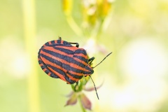 Striped Shieldbug [Graphosoma lineatum]