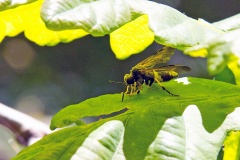 Wayward Sawfly [Tenthredo temula]