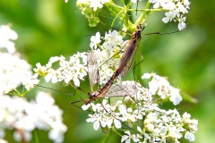 Spotted Cranefly [Nephrotoma appendiculata]