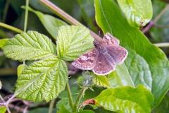 Dingy Skipper [Erynnis tages]