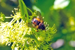 Common Tachinid [Tachina fera]