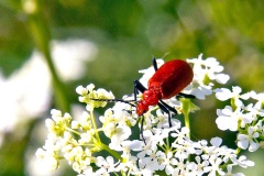 Red-headed Cardinal Beetle [Pyrochroa serraticornis]