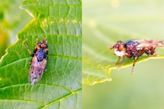 Plain-winged Spring Beegrabber [Myopa testacea]