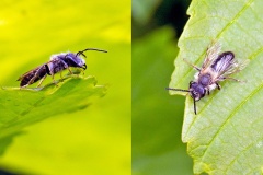 Ashy Mining Bee [Andrena cineraria]