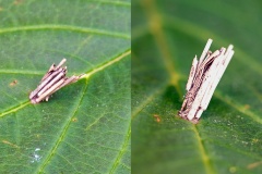 Common Bagworm Moth [Psyche casta]