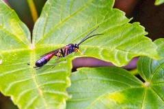 ichneumon wasp [unidentified]