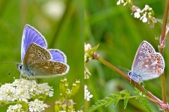 Common Blue [Polyommatus icarus]