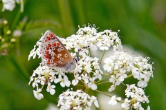 Brown Argus [Aricia agestis]