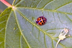 Harlequin Ladybird [Harmonia axyridis]