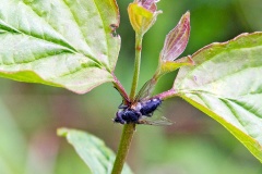 tachinid fly [unidentified]
