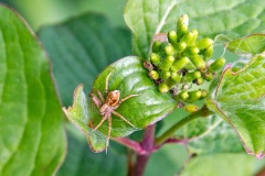 Wandering Crab Spider [Philodromus aureolus]