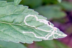 leaf-miner fly [Phytomyza eupatorii?]