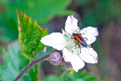 Black-striped Longhorn Beetle [Stenurella melanura]