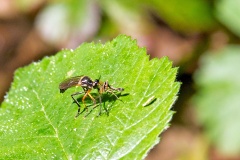 Common Red-legged Robberfly [Dioctria rufipes]