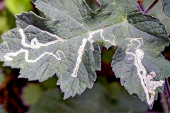 Hogweed Leaf Miner [Phytomyza spondylii ]