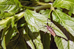 Golden-bloomed Grey Longhorn Beetle [Agapanthia villosoviridescens]