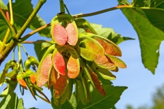 Sycamore [Acer pseudoplatanus]