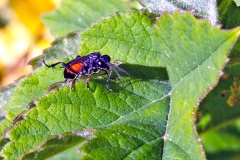 Cinquefoil Strider [Macrophya annulata]