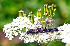 Dimorphic Strider [Macrophya montana]