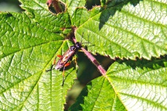 Red-thighed Macrophya [Macrophya rufipes]