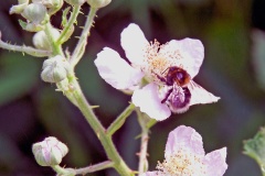 Tree Bumblebee [Bombus hypnorum]