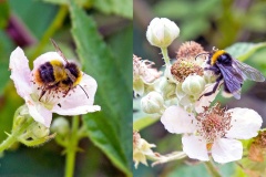 2 bumblebees