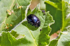 Cow Parsley Leaf Beetle [Chrysolina oricalcia]