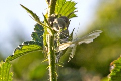 White Plume Moth [Pterophorus pentadactyla]