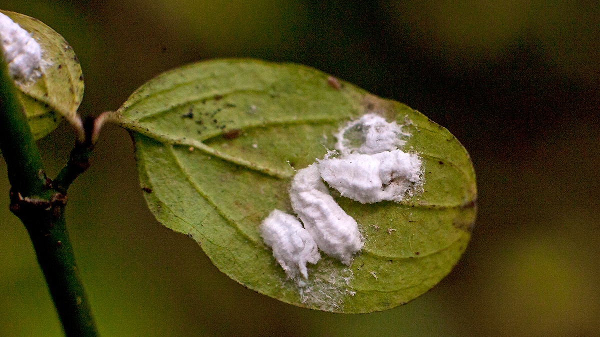 Cottony Hydrangea Scale [Pulvinaria kuwacola]