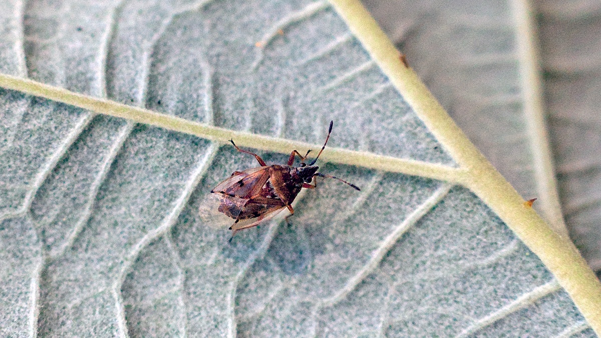 Birch Catkin Bug [Kleidocerys resedae]